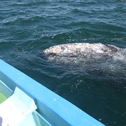 IMG 0001 2 (309)